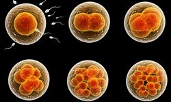 Sperm ve yumurtasız insan embriyosu modeli geliştirildi