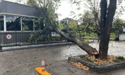 Polis kontrol noktasına ağaç devrildi