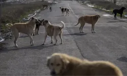 Başıboş köpekler için 3 bakanlık harekete geçti, yeni düzenleme yolda