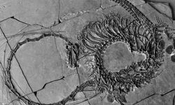 240 milyon yıllık ejderha fosili bulundu