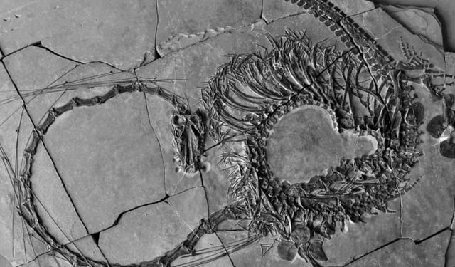 240 milyon yıllık ejderha fosili bulundu